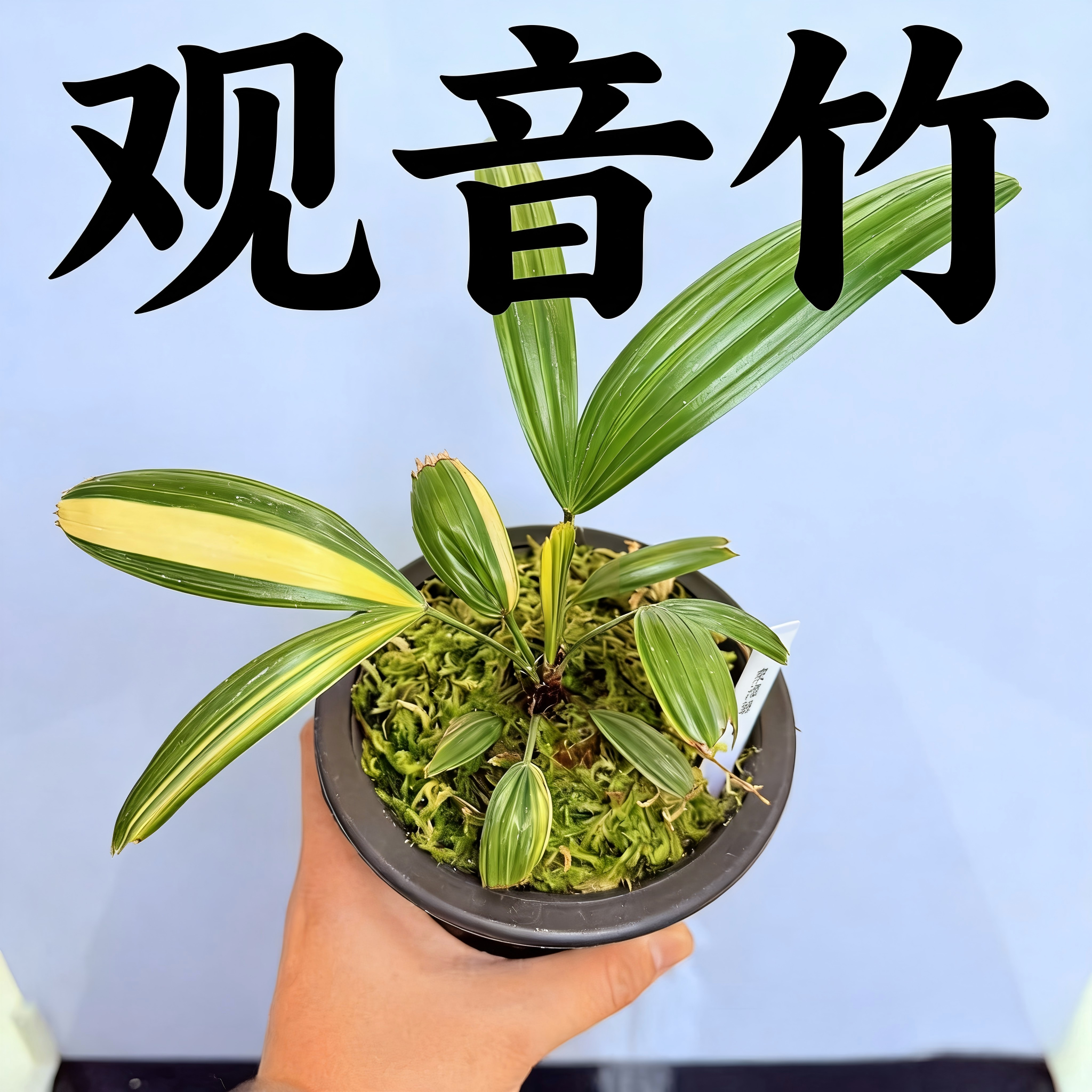 中国记忆盆景观音竹东海锦观叶植物办公室植物进口现货一物一拍