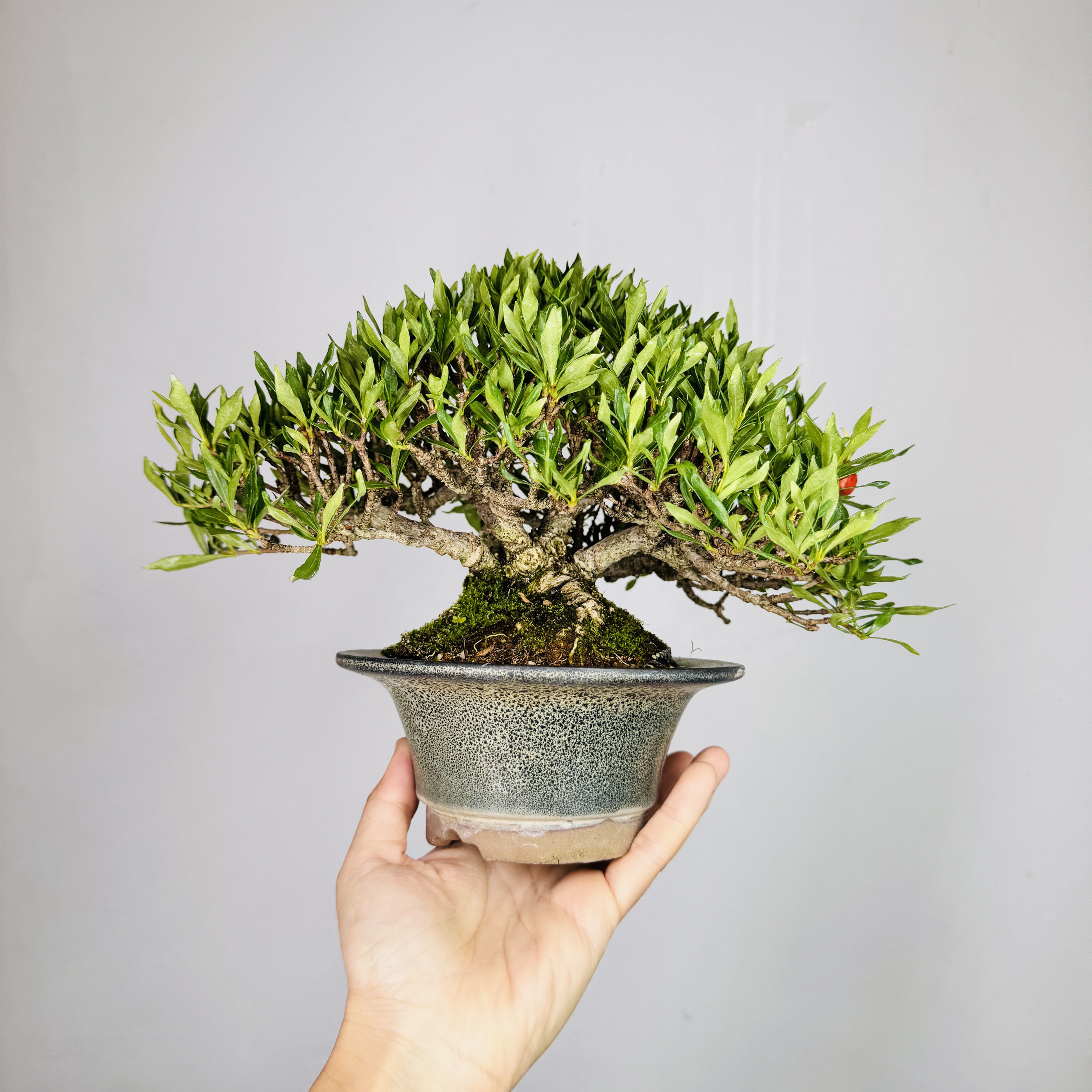 中国记忆盆景喜黛玉栀子花盆栽珍稀品种一物一拍进口现货