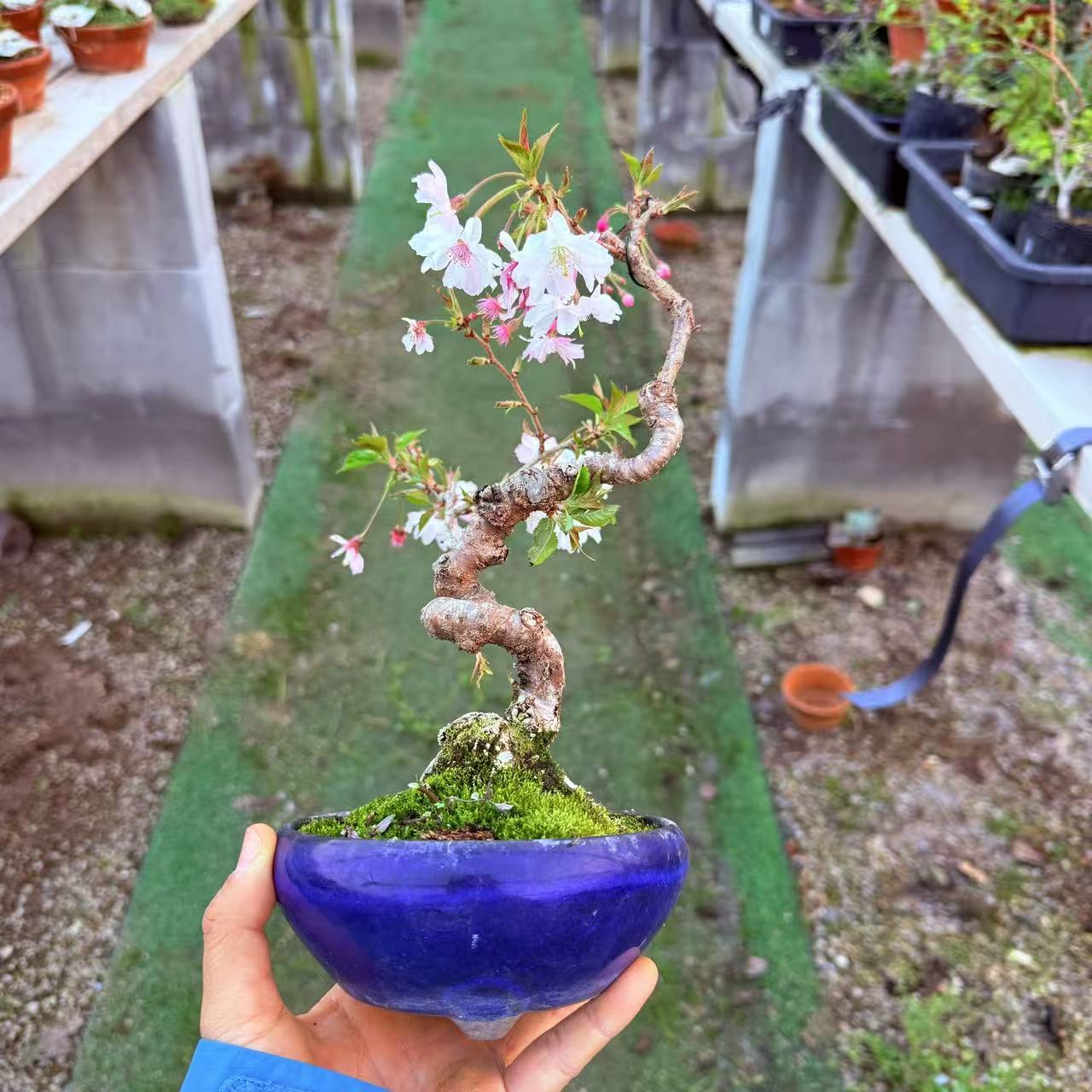 中国记忆盆景进口樱花十月樱观赏植物好养绿植掌上盆