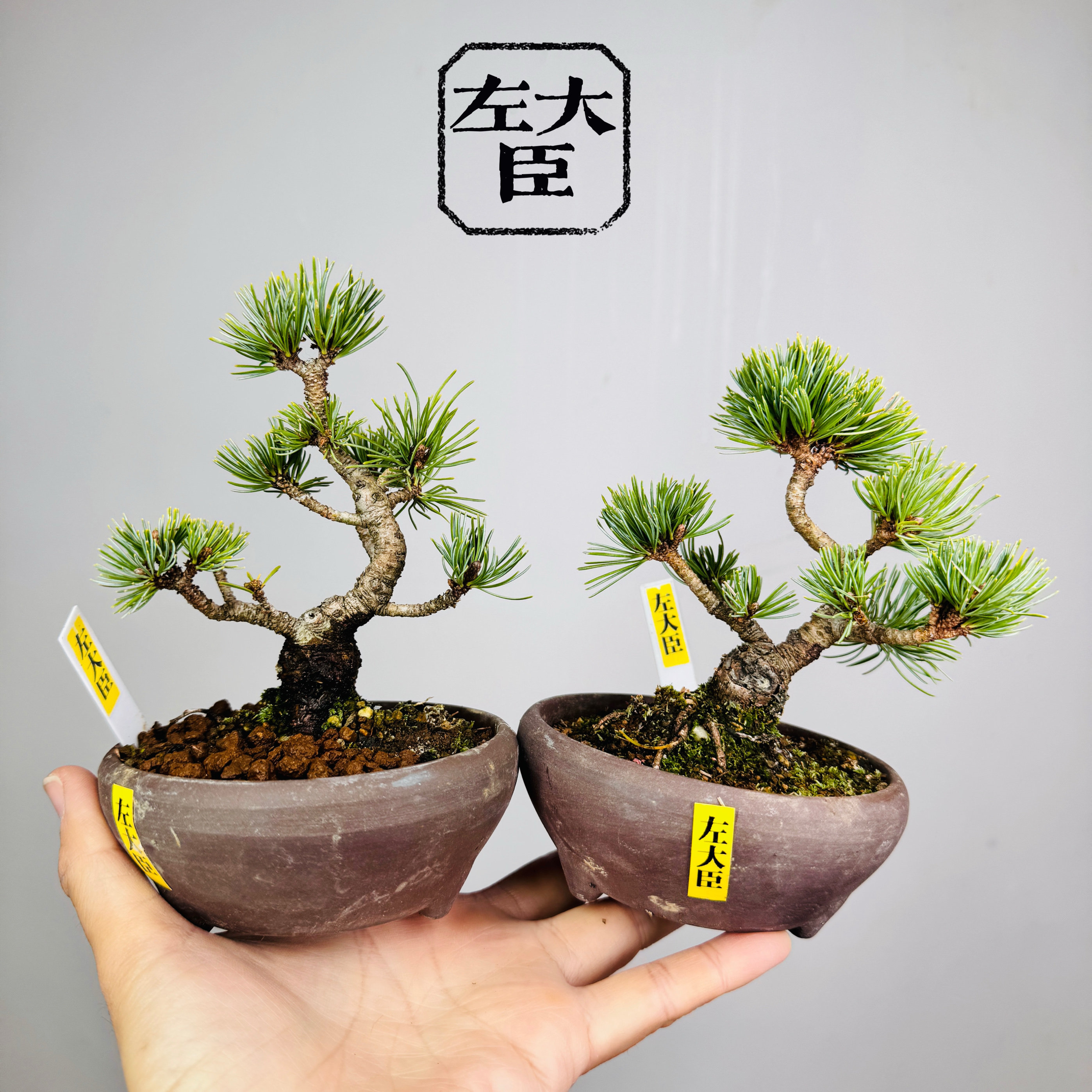 中国记忆盆景左大臣五针松短针小品盆景盆栽日本进口现货