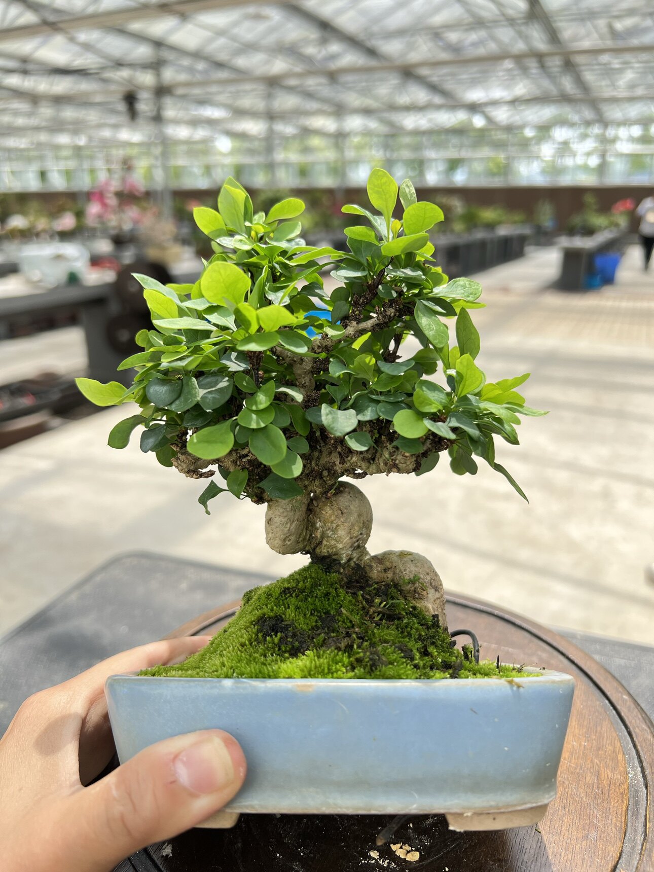 中国记忆水蜡小品盆景盆栽日本进口现货