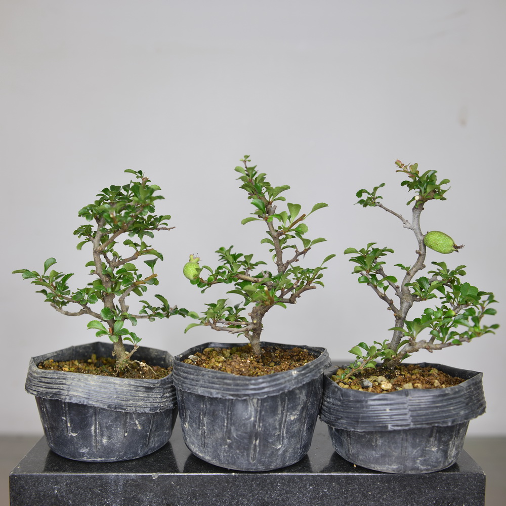 长寿花特价 天猫长寿花优惠券 淘宝长寿花优惠卷免费领取 白菜哦 长寿花特价 天猫长寿花优惠券 淘宝长寿花优惠卷免费领取 白菜哦