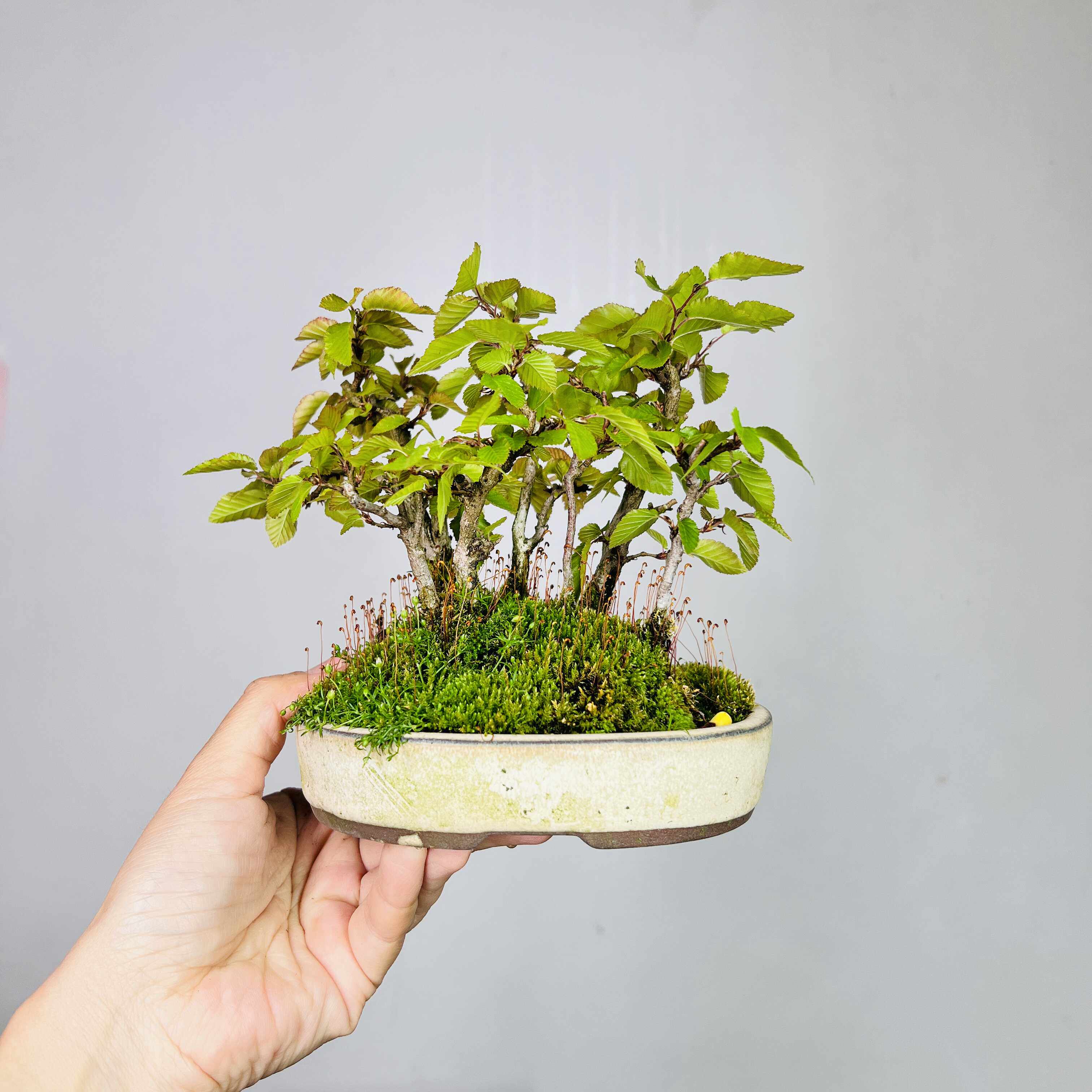 室内外观花植物微型盆景包邮小苗