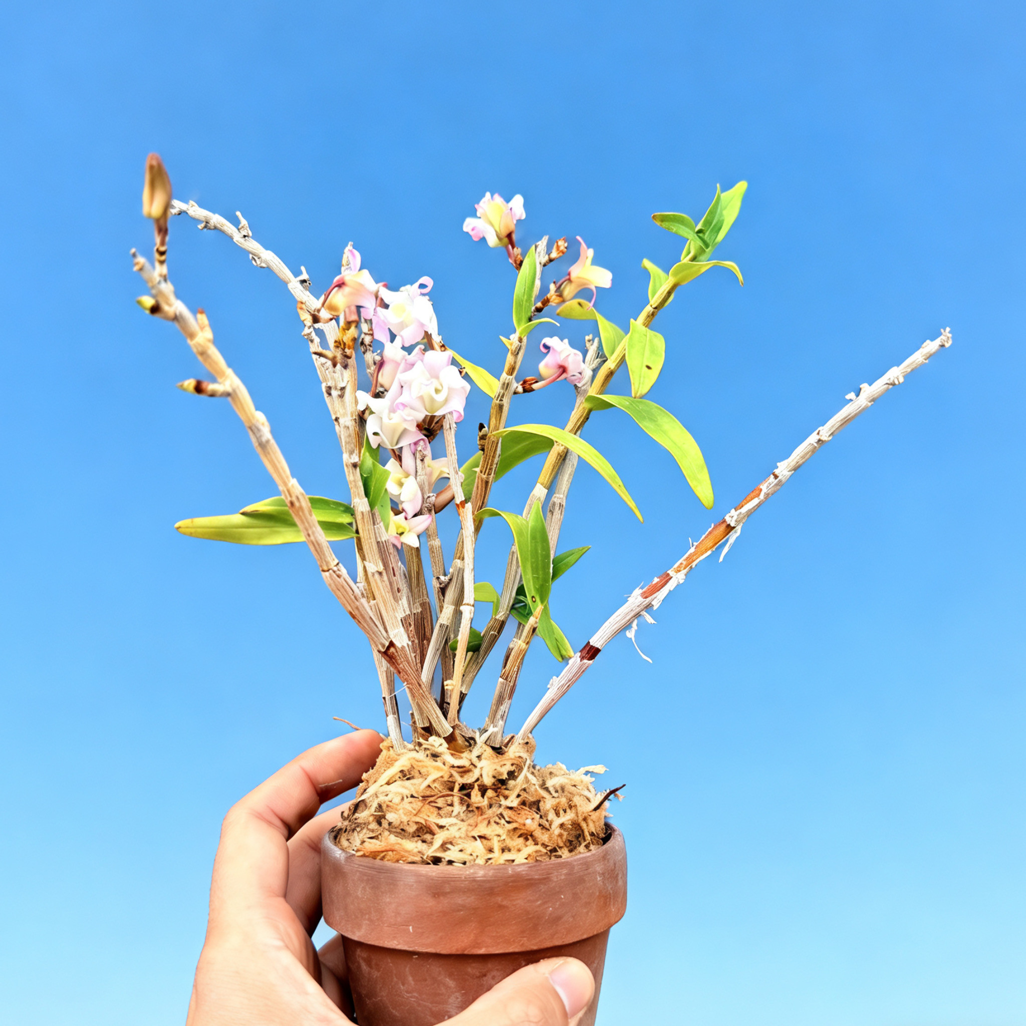 中国记忆盆景粉色春烂漫Haruranman长生兰石斛变异品种进口现货