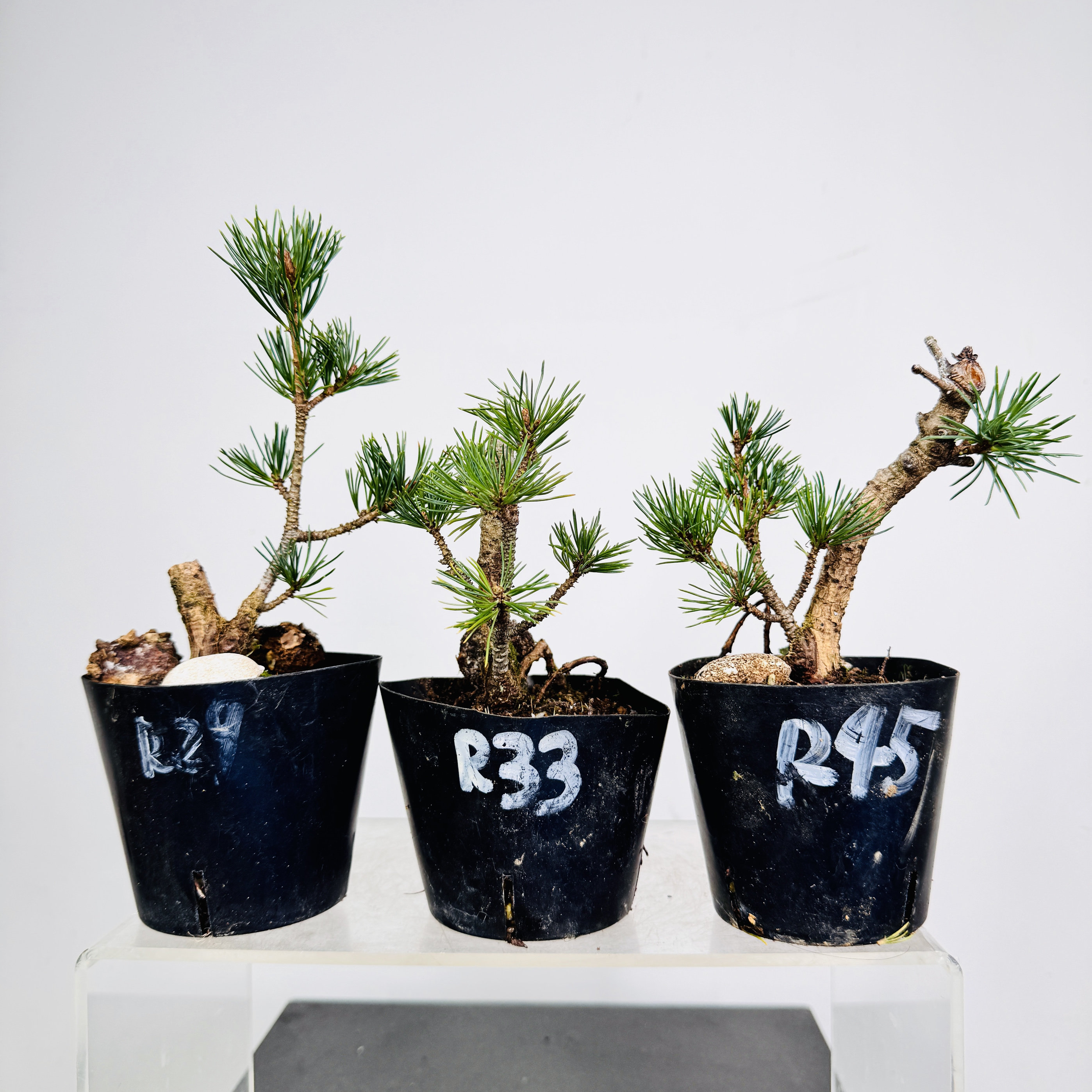 中国记忆-瑞祥五针松盆景 大阪松 小品趣味盆栽 贵品 进口现货