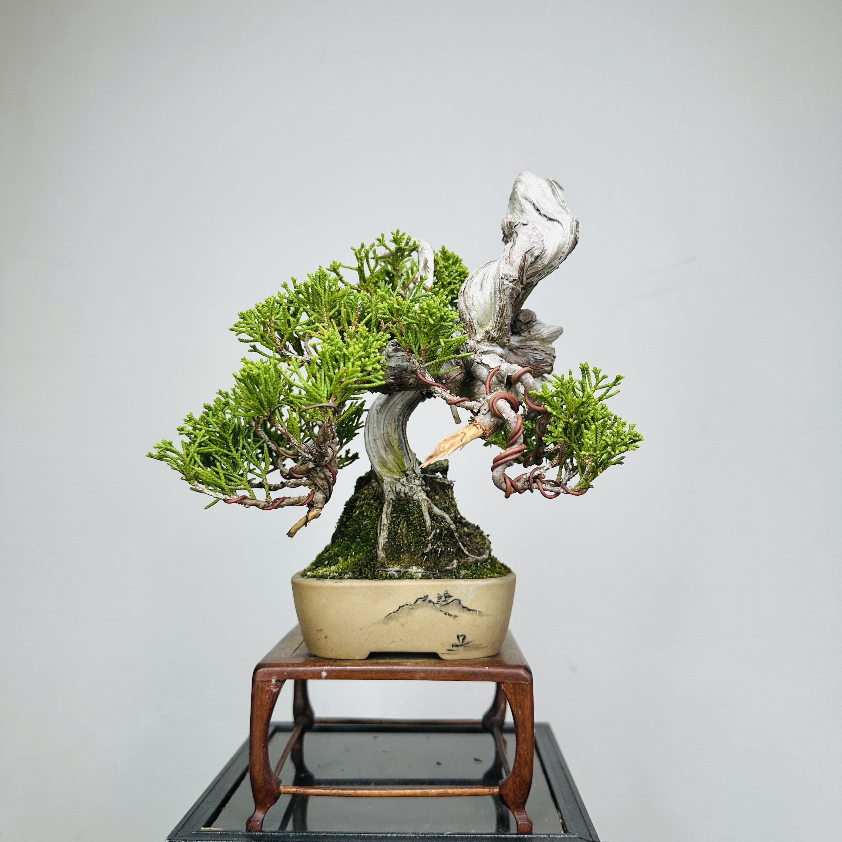 中国记忆盆景系鱼川真柏微型小品盆景盆栽绿植一物一拍进口现货