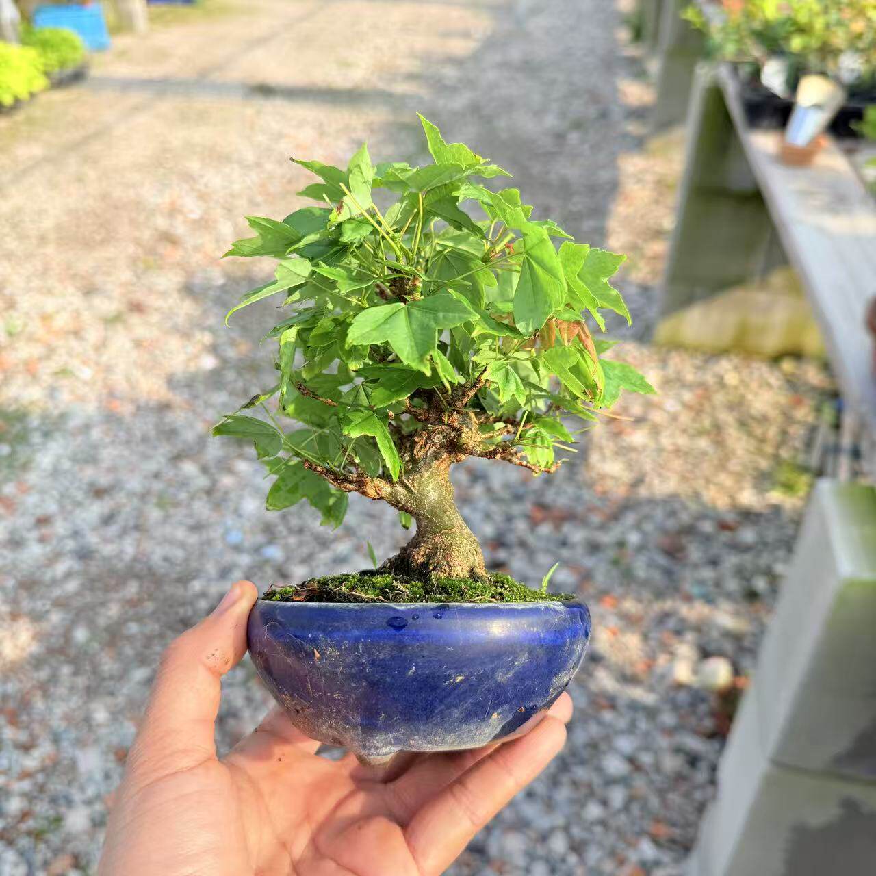 中国记忆盆景老桩唐枫三角枫日本进口盆景造型盆栽盆景微型老桩