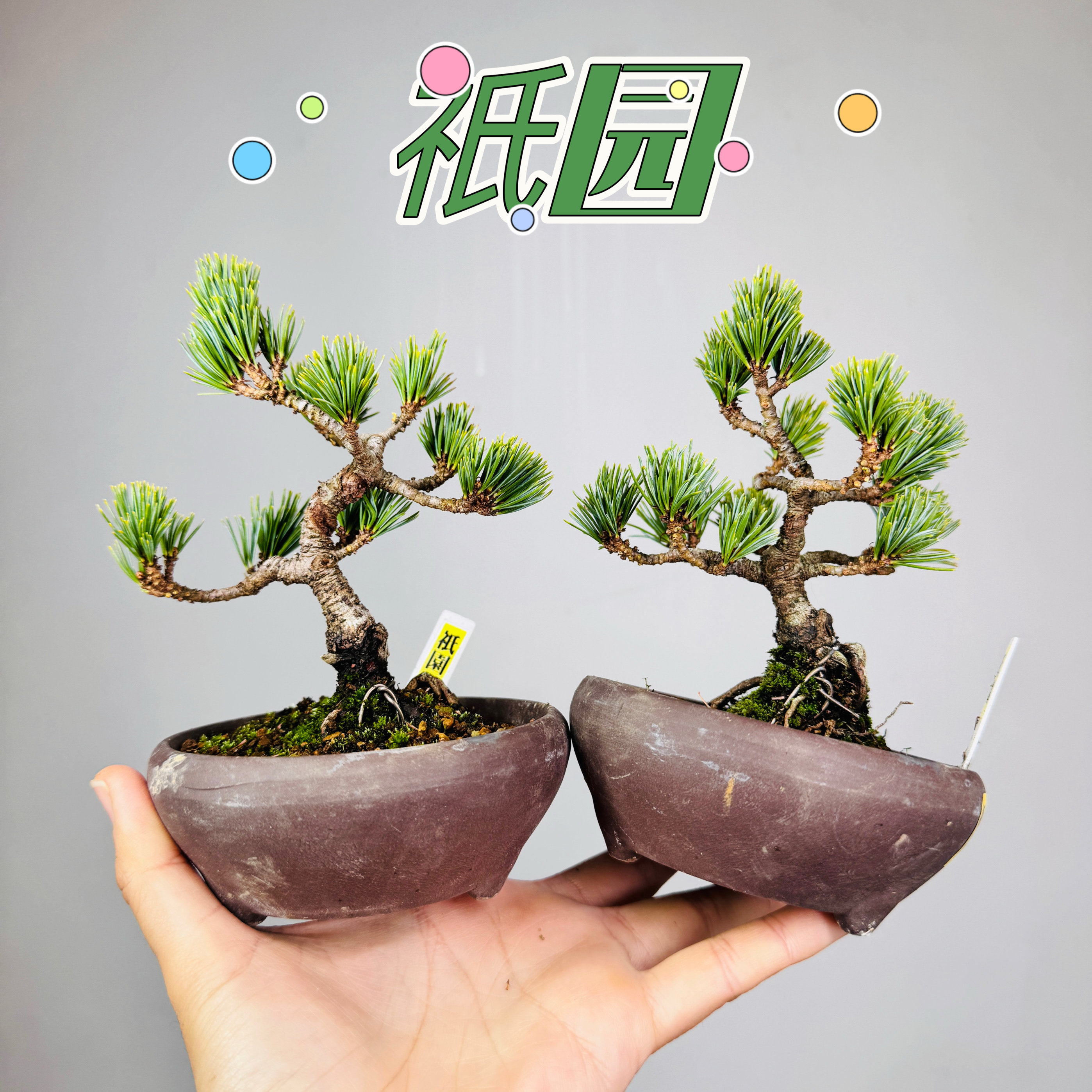 中国记忆盆景祇园五针松短针小品盆景盆栽日本进口现货