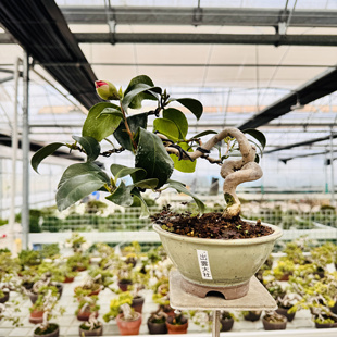 中国记忆盆景出云大社日本进口日系品种大红色单瓣小花现货