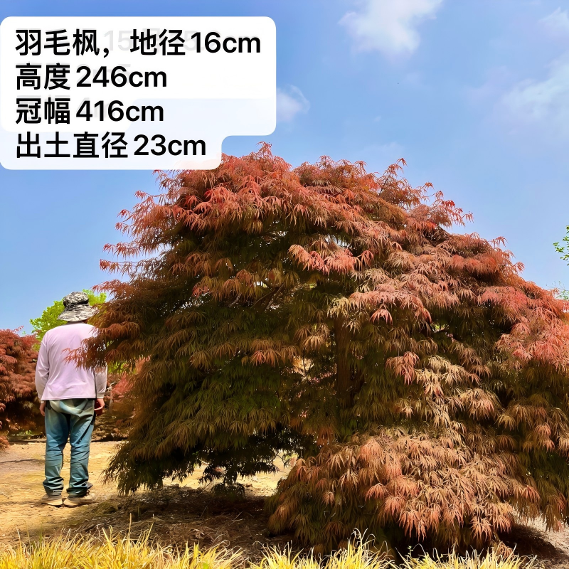 中国记忆盆景大型地栽羽毛枫日本原生红羽毛枫庭院别墅造型大树