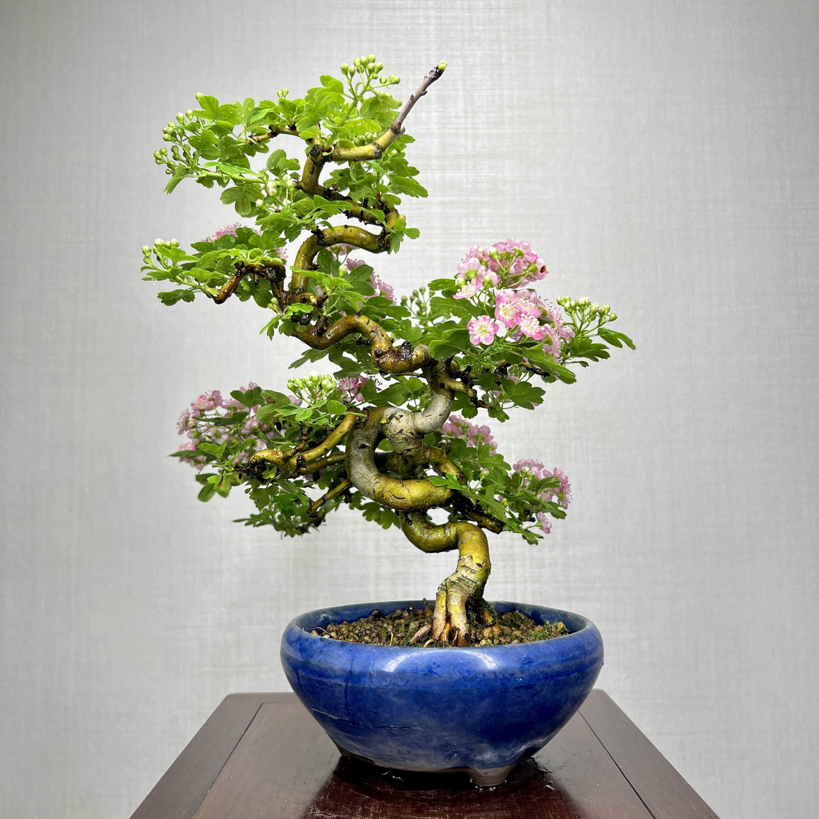 中国记忆红花山楂盆景盆栽绿植进口现货