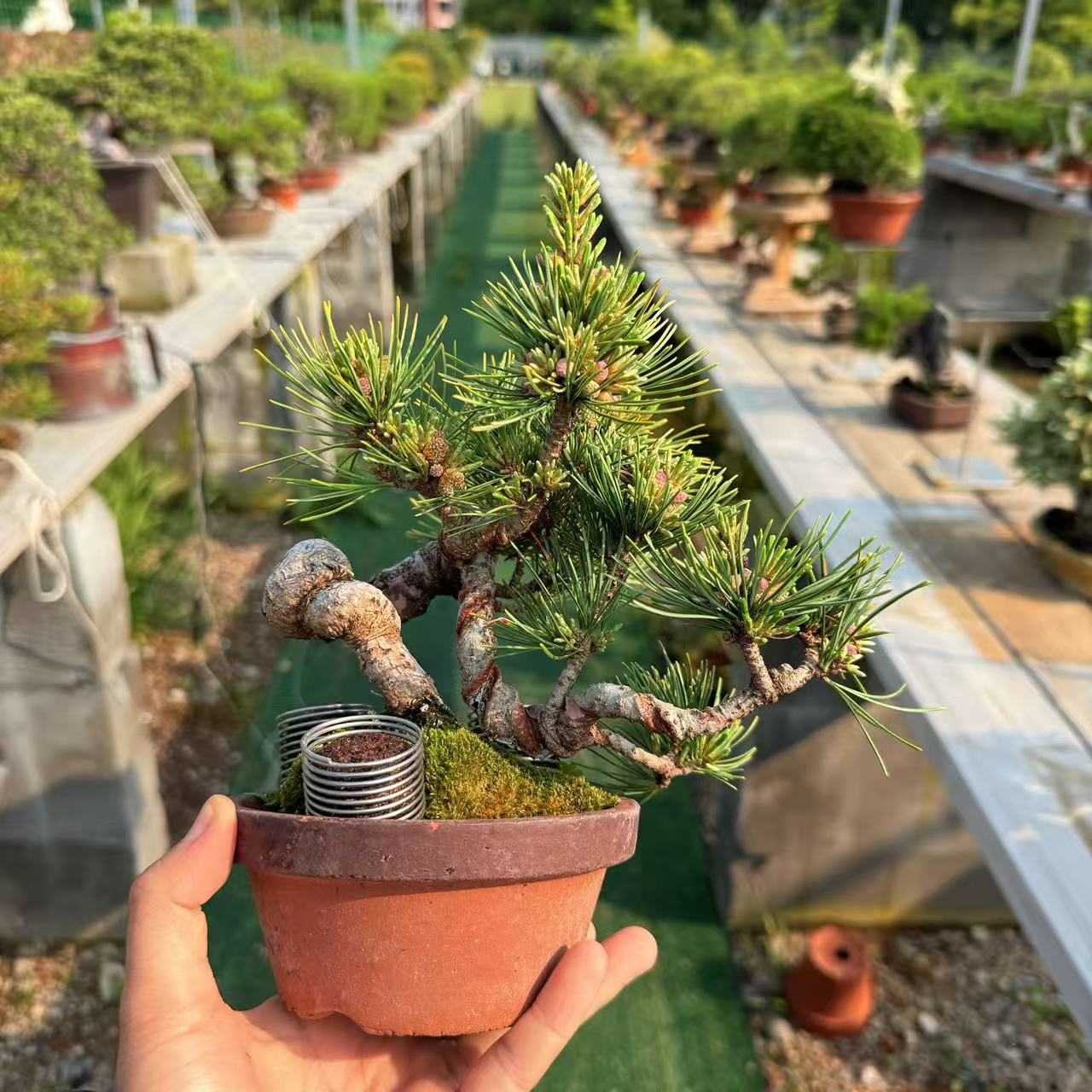 中国记忆盆景文人宫岛五针松黑松干接老度到位进口现货绿植包邮
