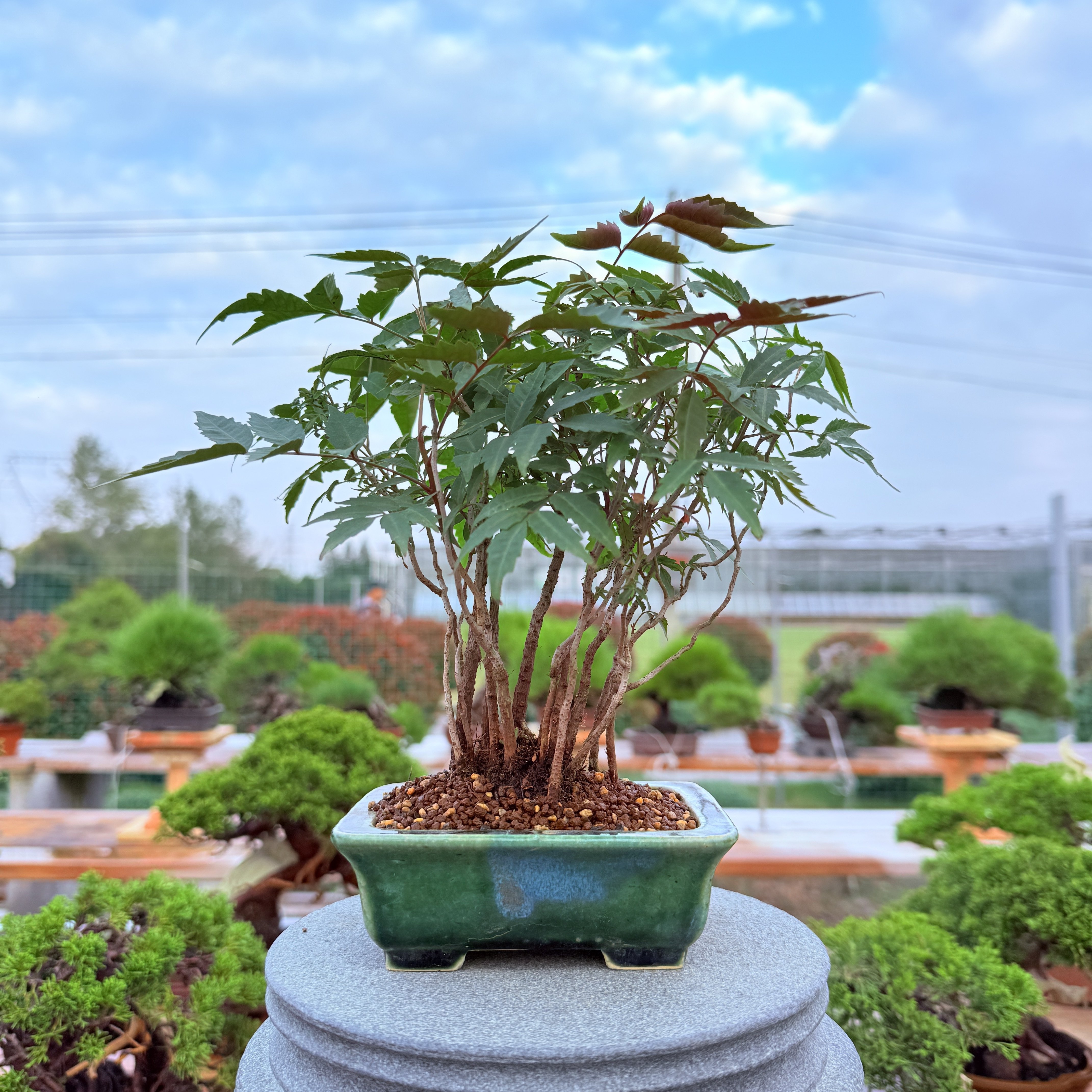 中国记忆盆景进口稀有野漆盆景树含盆易养护室内桌面装饰绿植盆栽