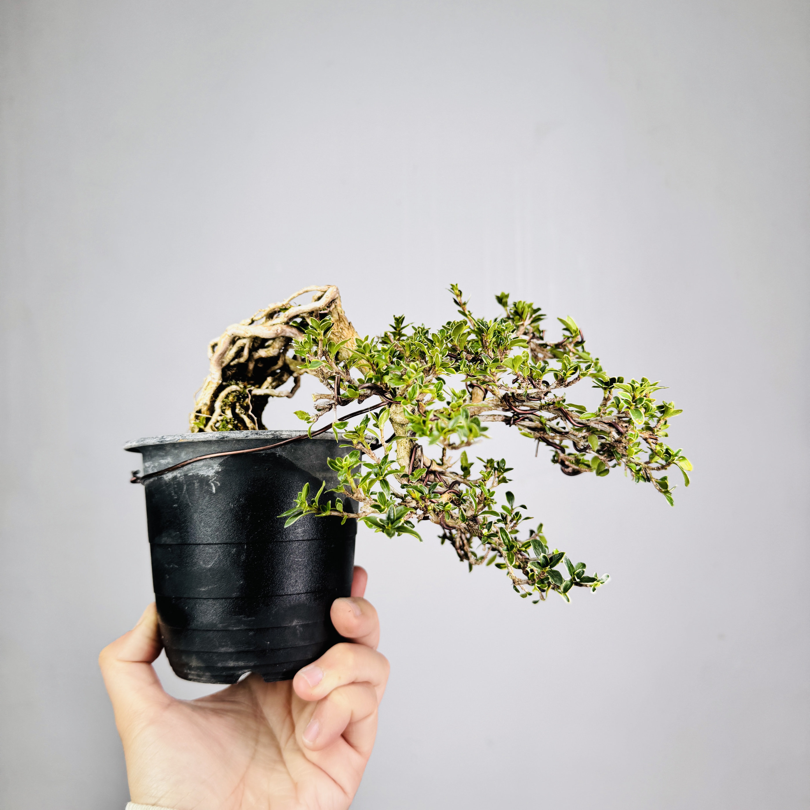 中国记忆盆景六月雪小叶白花荀子盆景盆栽进口现货