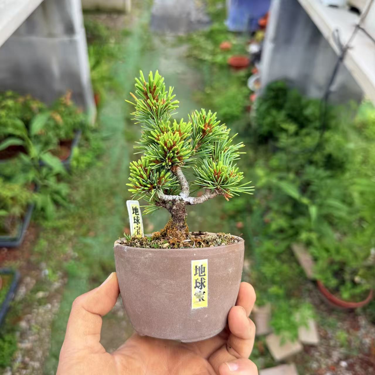 中国记忆盆景地球宝五针松短叶短针提根小品盆景盆栽日本进口现货