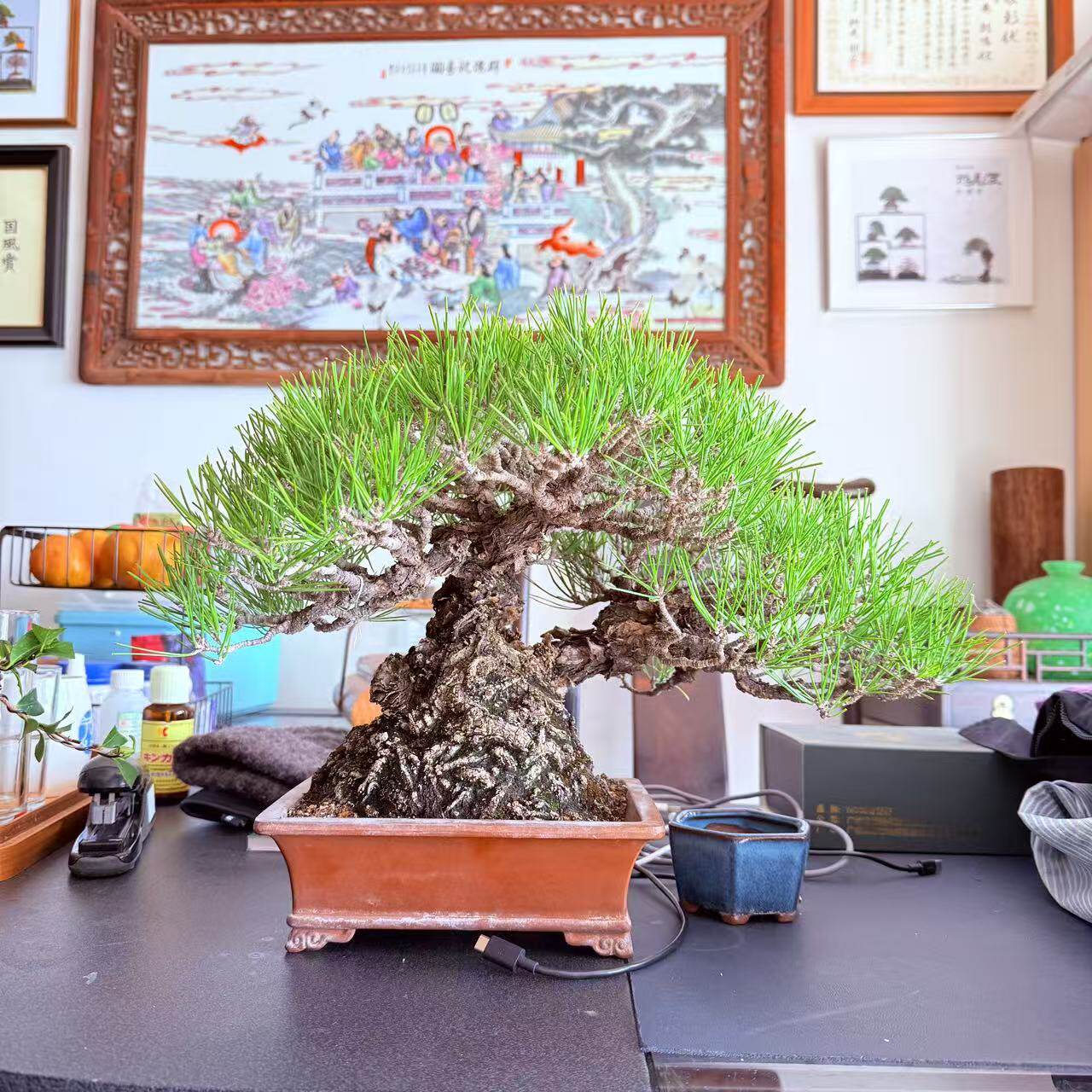 中国记忆盆景三河黑松盆景爆皮老桩短针绿植一物一拍进口现货