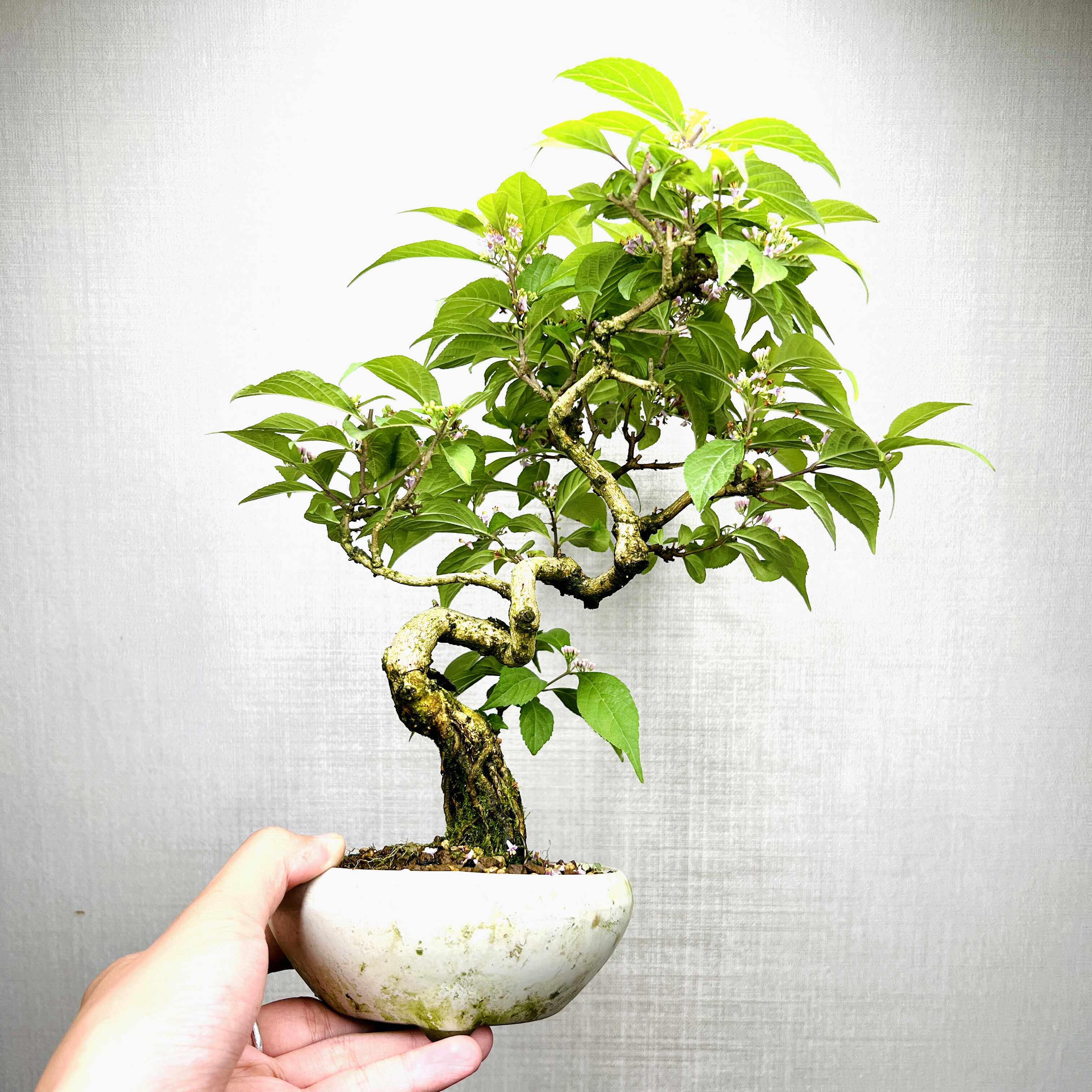 中国记忆盆景盆栽紫珠紫式部进口现货