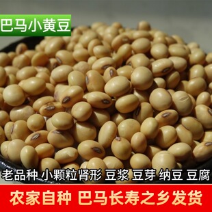 巴马特产小黄豆椭圆型小颗粒农家笨黄豆老品种土黄豆五谷粗粮