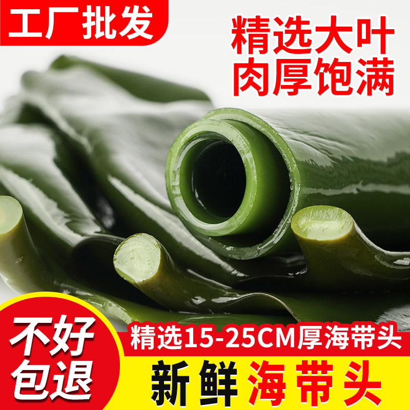 海带头厚海带根5斤整箱商用火锅