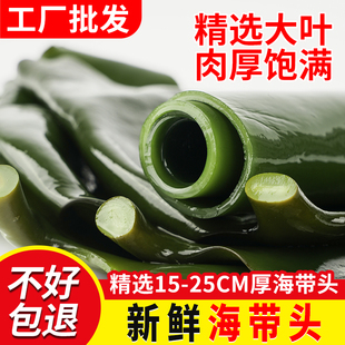 新鲜海带头盐渍厚海带根5斤整箱商用家用厚昆布头凉拌菜煲汤火锅