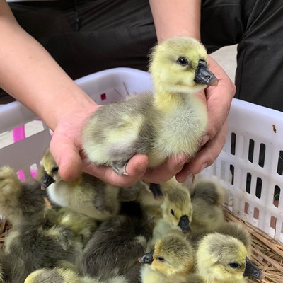 尚鲜呆萌宠物活体狮头凤头顺丰包邮可选公母自由搭配