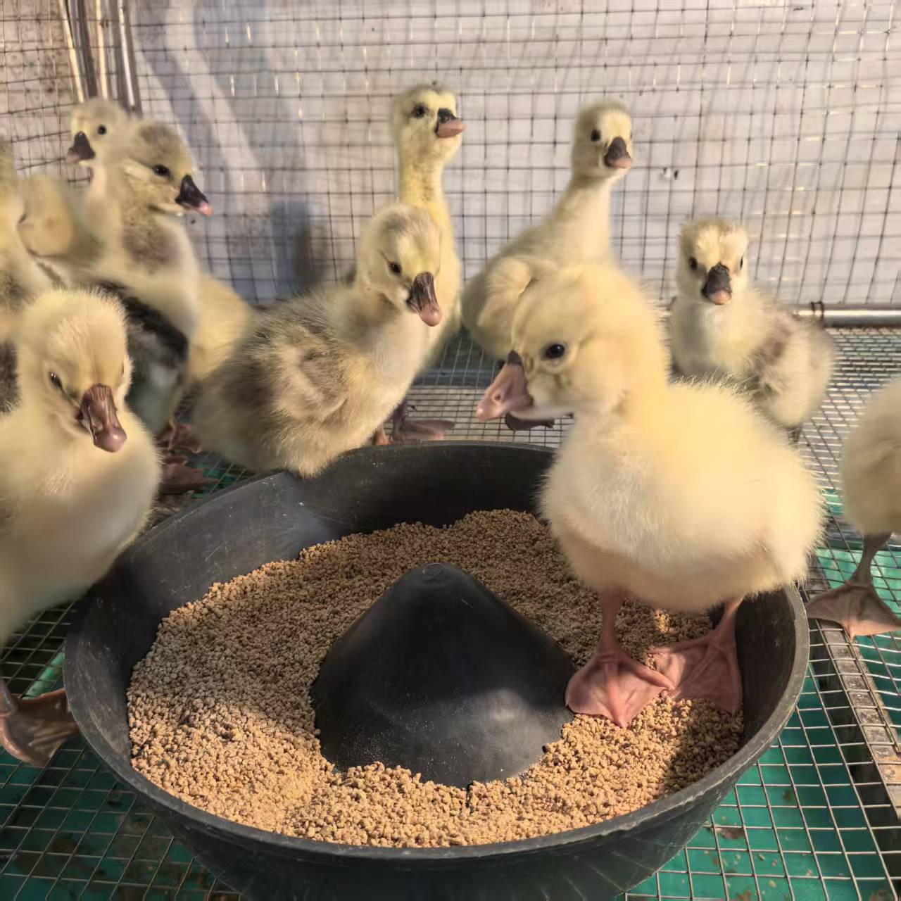 尚鲜狮头凤头异色的2/3两重宠物特大种鸭鹅活体包活到家