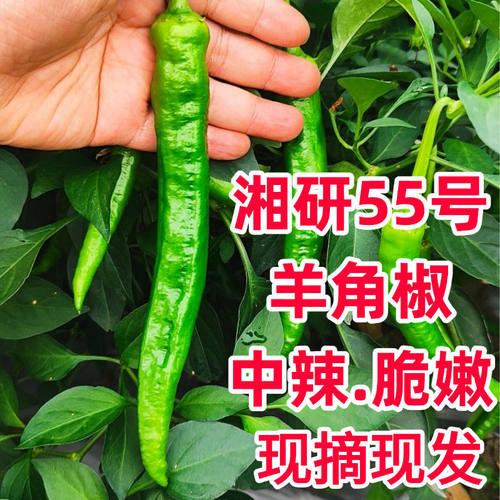 湘研55号辣椒新鲜现摘现发新鲜羊角椒中辣软糯皮薄肉厚小炒肉专家