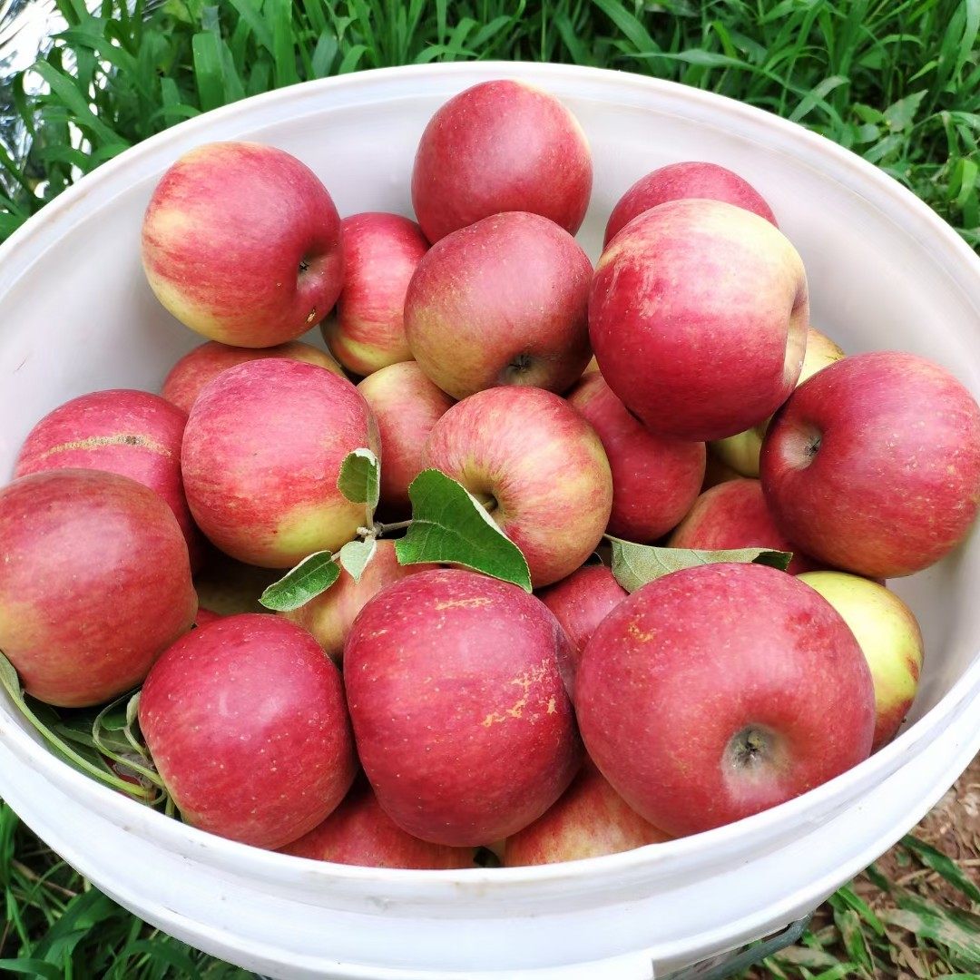 昭通高原甜脆苹果原汁原味原生态无污染11斤包邮