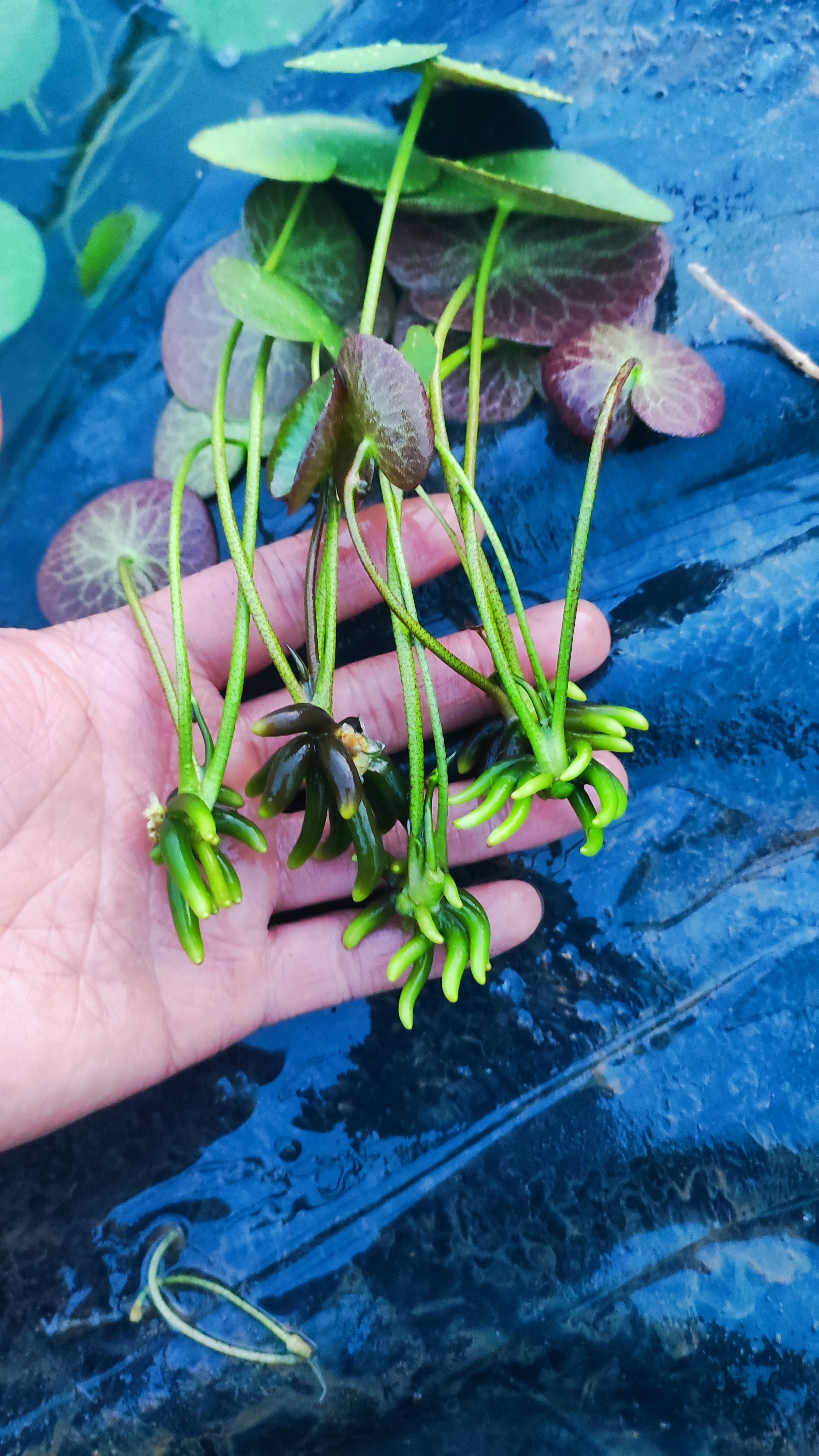 香蕉草小苗懒人水草植物鱼缸专用造景阴性水培绿植养鱼水草植物