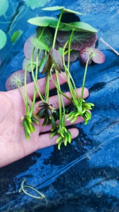 香蕉草小苗懒人水草植物鱼缸专用造景阴性水培绿植养鱼水草植物