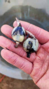 重瓣茨菇花种球 日本慈姑花水培植物水生花卉阳台庭院鱼池造景