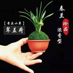 春兰翠盖荷瓣矮种带花苞发货浓香型兰花苗盆栽细叶绿植各种名贵草