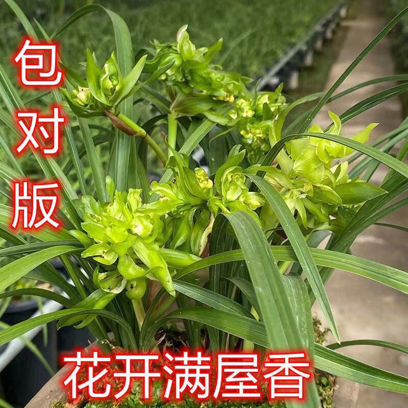 春兰余蝴蝶奇花带花苞发货