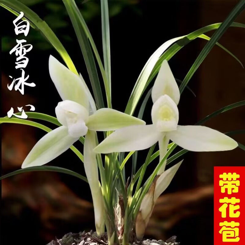 春兰白雪冰心素白浓香带苞兰花苗