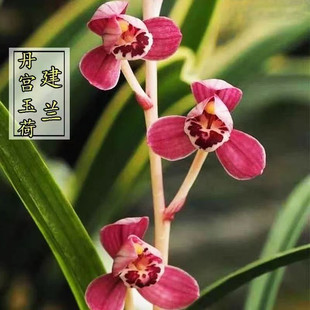 建兰丹宫玉荷瓣红浓香型带花苞室内盆栽各种名贵四季兰花苗花卉草