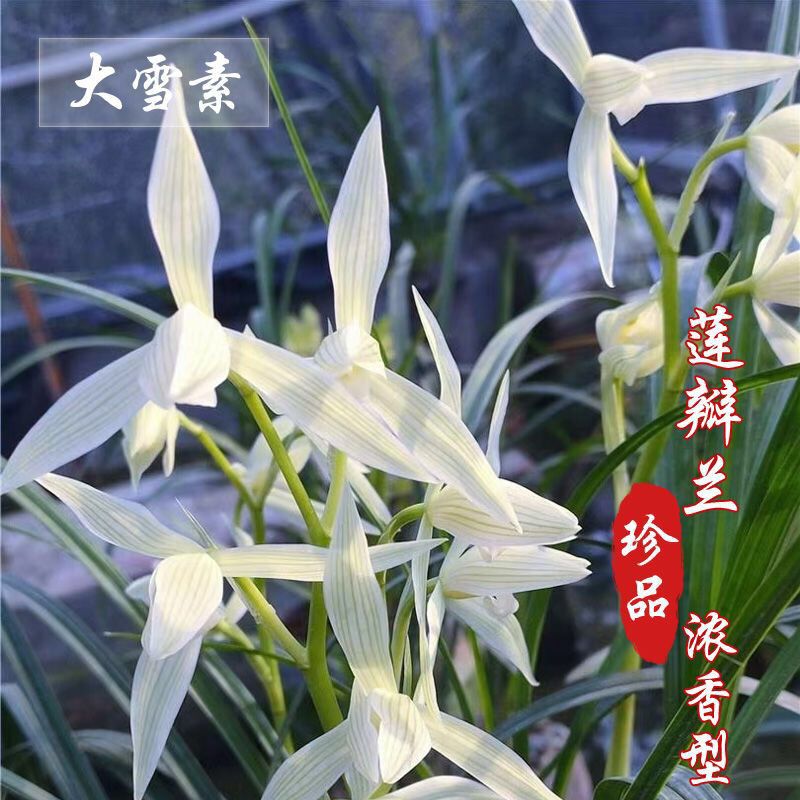 莲瓣兰大雪素带花苞浓香型兰花苗