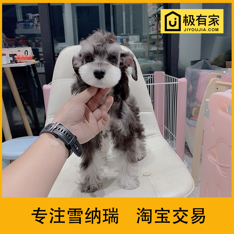 迷你雪纳瑞幼犬宠物狗狗活体雪拉瑞椒盐小型雪纳瑞狗雪纳瑞犬2172