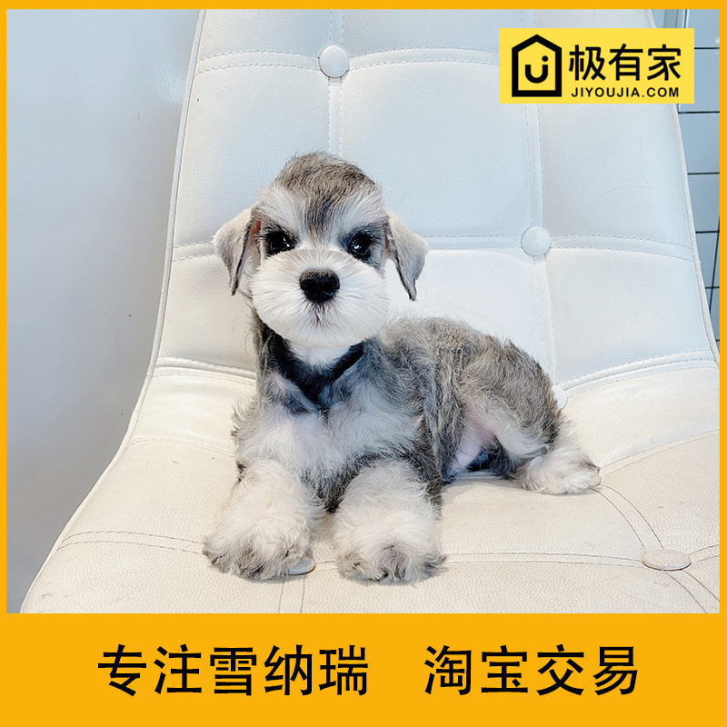 迷你雪纳瑞幼犬宠物狗狗活体雪拉瑞椒盐小型雪纳瑞狗雪纳瑞犬1287