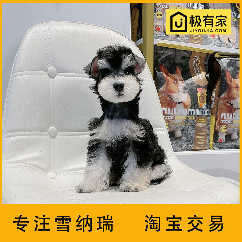 迷你雪纳瑞幼犬犬狗活体雪拉瑞纯种飞耳小体椒盐宠物 23032黑银DD