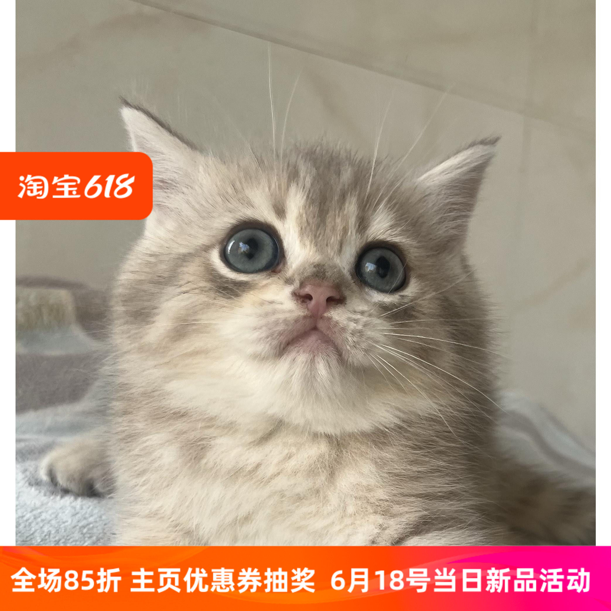 纯种英短金渐层幼猫蓝金渐层幼崽 双血统 特价