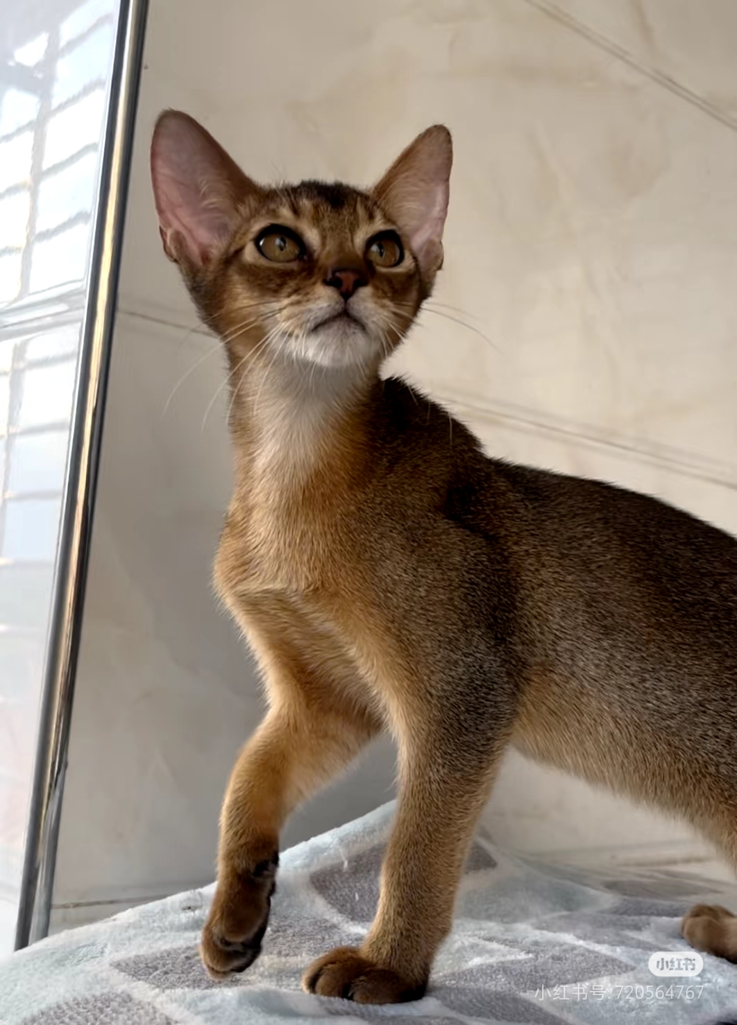 纯种阿比西尼亚猫幼猫赛级原始色古埃及猫宠物猫咪幼崽短毛猫活体