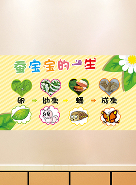 教师纸昆虫生长过程蚕宝宝的一生