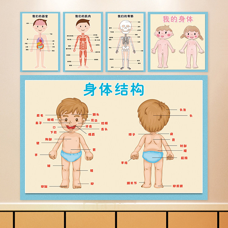 幼儿园小医院主题环创布置骨骼肌肉器官身体结构我的五官五种体态