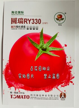 圆瑞RY330番茄种子无限生长型抗TY粉红果转色快硬度高西红柿种籽
