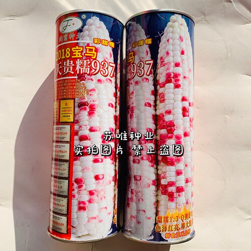 晓富彩甜糯2018宝马天贵糯937好吃甜加糯晓富粘黏彩花糯玉米种子