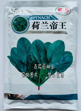 荷兰帝王先锋欧冠菠菜种籽早熟高产耐寒抗病春秋种植菠菜种子包邮