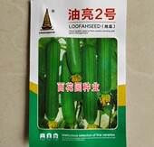 中江油亮2号丝瓜种籽短棒油皮早熟高产春秋播阳台盆栽油丝瓜种子