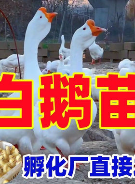 小鹅活苗白鹅苗大种三花鹅幼苗产蛋王四季浙东皖西狮头鹅苗宠物鹅