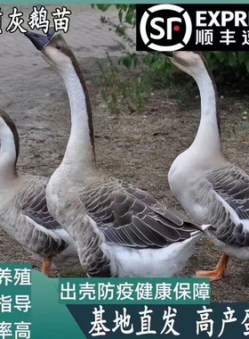 现货活的一斤大灰鹅灰头鹅纯种灰鹅大种大头鹅灰鹅三花鹅苗宠物鹅