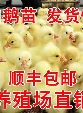 小鹅活苗特大种白鹅苗正宗皖西鹅浙东鹅三花鹅高产蛋鹅苗宠物鹅